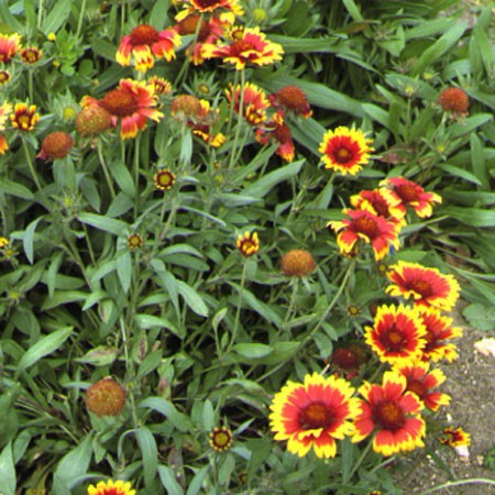 Gaillarde Lutin - De nombeuses fleurs d'un bel effet coloré rouge et jaune, très robuste - Floraison de Mai à Octobre. 